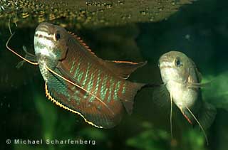 Trichogaster labiosa Paar unter einem Schaumnest