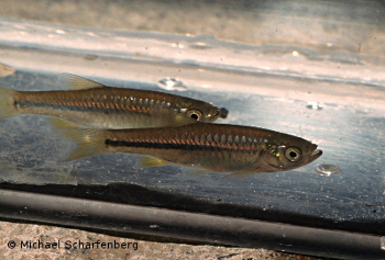 Rasbora baliensis