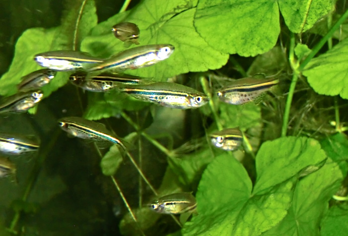 Danio nigrofasciatus