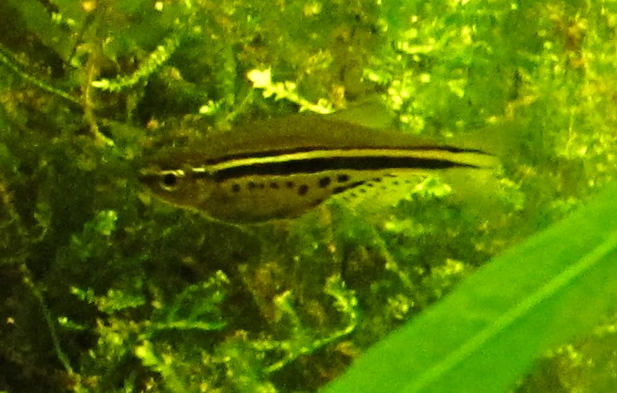 Danio nigrofasciatus