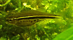 Danio nigrofasciatus