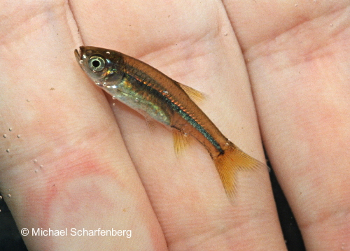 Rasbora baliensis