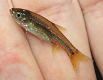 Rasbora baliensis