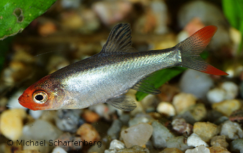 Männchen von Sawbwa resplendens