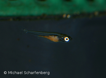 Jungfisch von Sawbwa resplendens