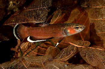 Betta albimarginata Männchen