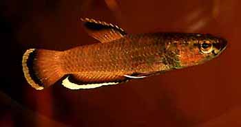 Betta albimarginata Männchen