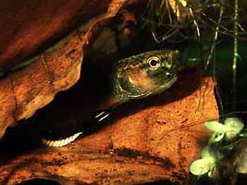 Maulbrütendes Betta albimarginata Männchen