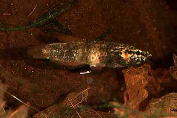 Betta albimarginata Weibchen