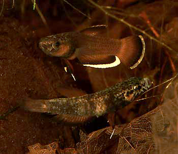 Betta albimarginata Paar beim ablaichen