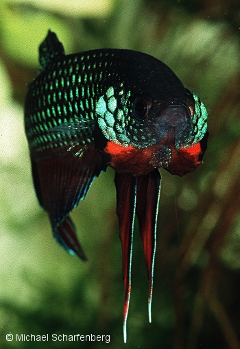 Betta enisae Männchen