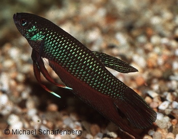 Betta smaragdina Männchen