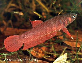 Betta brownorum Weibchen CITP