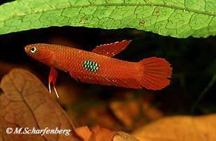 Betta brownorum Männchen