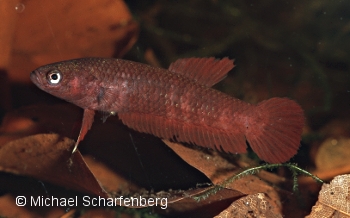 Betta brownorum Weibchen vom Fundort Simunjan