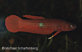 Betta brownorum Männchen Simunjan