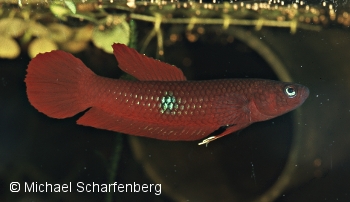 Betta brownorum Männchen vom Fundort Simunjan