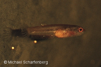 Jungfisch von Betta brownorum