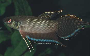 Betta enisae Männchen