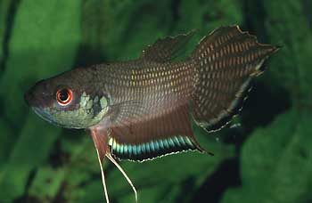 Betta enisae Männchen