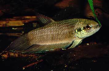 Betta fusca Männchen