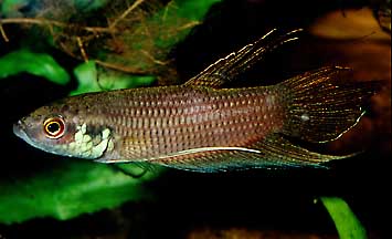 Betta fusca Männchen