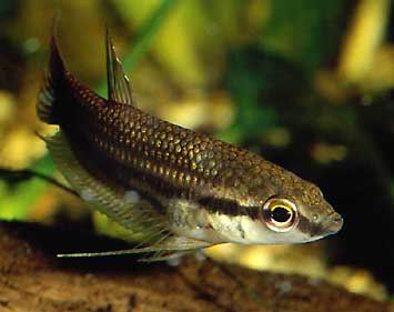 Betta fusca Weibchen