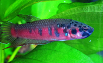 Betta rubra