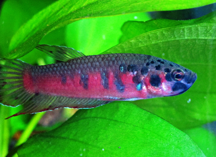 Betta rubra Männchen