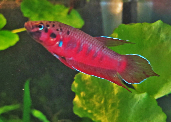 Betta rubra Männchen