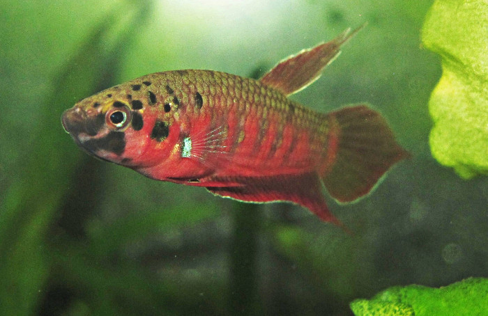 Betta rubra Männchen