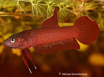 Betta rutilans Männchen vom Fundort Anjungan