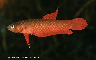 Betta rutilans Weibchen vom Fundort Anjungan