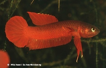 Betta rutilans Männchen