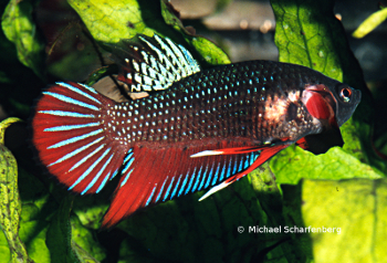 Betta splendens Männchen vom Fundort Chiang Mai