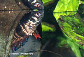 Betta splendens Weibchen vom Fundort Chiang Mai