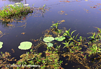 Fundort von Betta splendens Phetchaburi