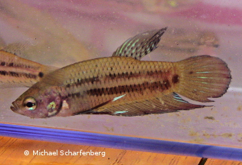 Betta splendens nach dem Fang am Fundort Phetchaburi