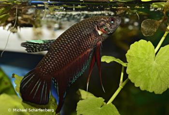 Betta splendens Männchen vom Fundort Phetchaburi