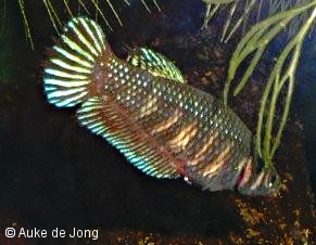 Betta splendens von Hua Hin