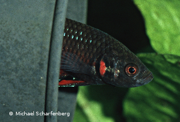 Betta splendens Männchen vom Fundort Nonthanburi
