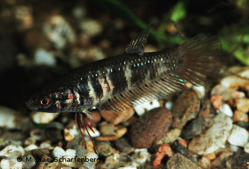 Betta splendens Weibchen vom Fundort Nonthanburi