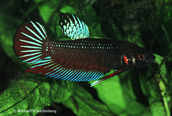 Betta splendens Männchen vom Fundort Nonthanburi