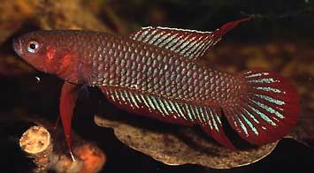 Betta uberis Männchen