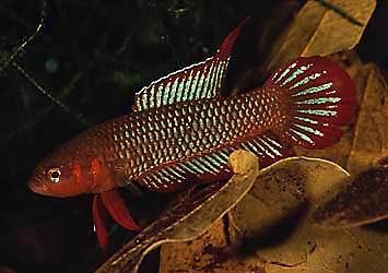 Betta uberis Männchen