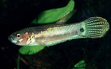 Betta ocellata Männchen