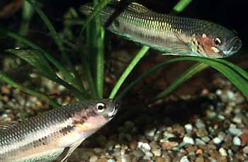 Betta ocellata Paar