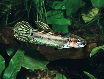 Betta ocellata Männchen