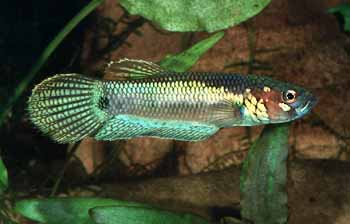 Betta ocellata Männchen