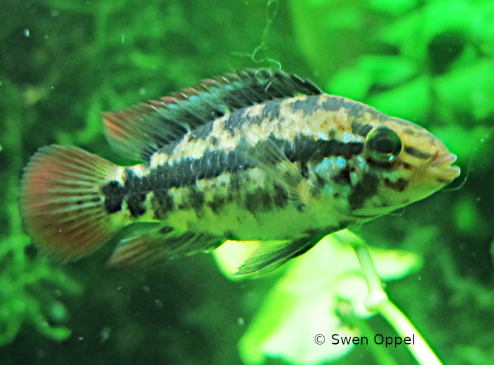 Apistogramm Männchen in Neutraler Stimmung
